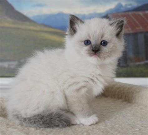 Gccf Reg Ragdoll Kittens For Sale Adoption From Kuala Lumpur Adpost