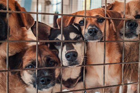 Ohio Animal Shelter Creates Amazing Commercial To Help Find Dogs Homes