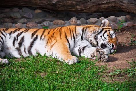 White Tiger Eating — Stock Photo © Fouroaks 2281773