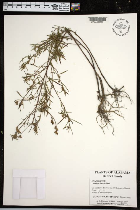 Ludwigia Linearis Species Page Apa Alabama Plant Atlas