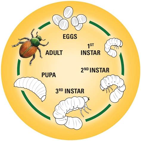 What Are Grubs And How To Control Them Glen Echo Nurseries