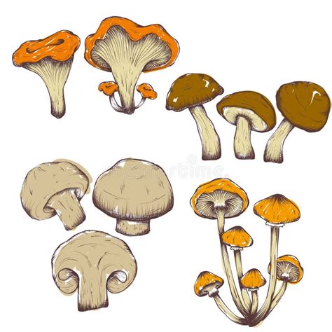 Vector Hand Drawn Illustrations Of Mushrooms Set Stock Vector