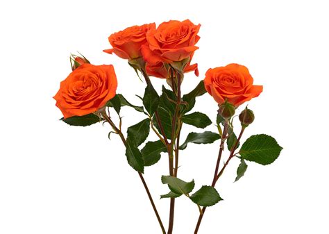 Orange Babe Rio Roses