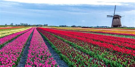 With over 30 years of experience, we promise you complete satisfaction on all your ordered bouquets. A brief guide to tulip season and Dutch flower fields ...
