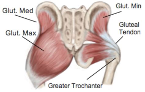 Most modern anatomists define 17 of these muscles, although some additional muscles may sometimes be considered. Gluteal Tendinopathy - Telma Grant, P.T.