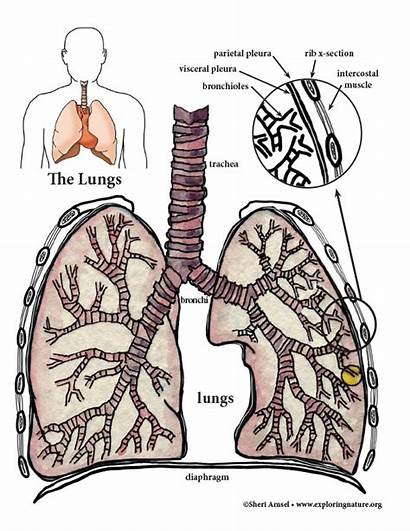 Respiratory System Diagrams Reading Labeling Worksheets Anatomy