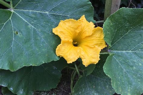 Maybe you would like to learn more about one of these? So pflanzen Sie Kürbis im Garten an