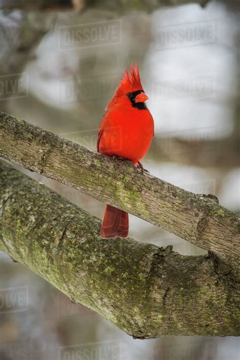 Northern Cardinal Cardinalis Cardinalis Sitting On A Tree Branch