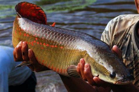 Pirarucu Um Dos Maiores Peixes De água Doce Do Mundo