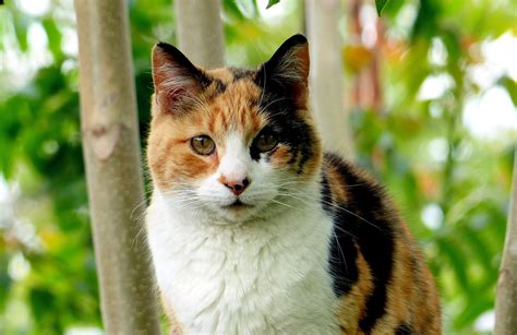 Did You Know That Calico Cats Are Almost Always Female Juan Pascual