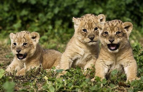 Baby Lions Animaux Animaux Sauvages Bébés Animaux