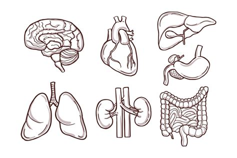 Hand Drawn Illustration Of Human Organs Medical Pictures Medical