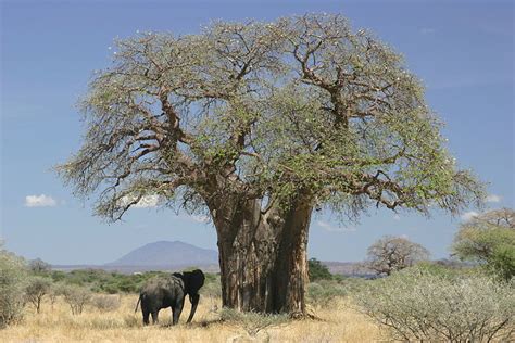 Facts About The Baobab Tree Description Uses And Legends Hubpages