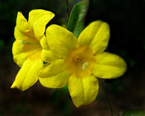 Wild Yellow Jessamine Photograph By William Tanneberger Fine Art America