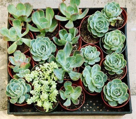 Happier Houseplants How To Keep Indoor Plants Healthy