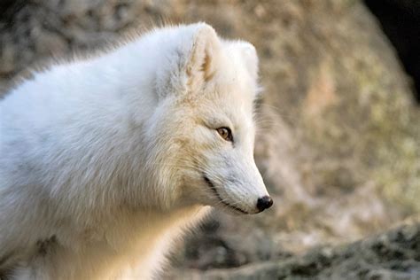 Arctic Fox Vulpes Lagopus Ucumari Photography Flickr