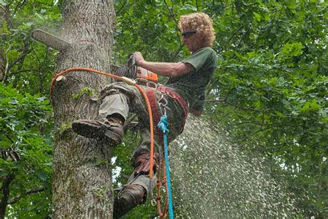Classes are offered twice each year. How to Become an ISA Certified Arborist