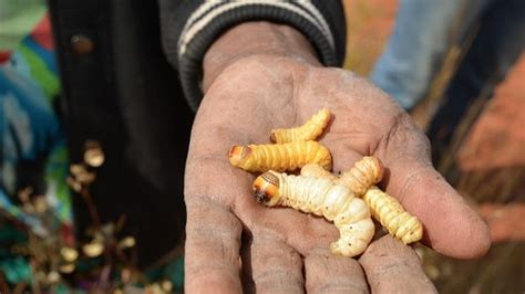 Witchetty Grub Dna Sheds Light On Indigenous Bush Food Eaten For