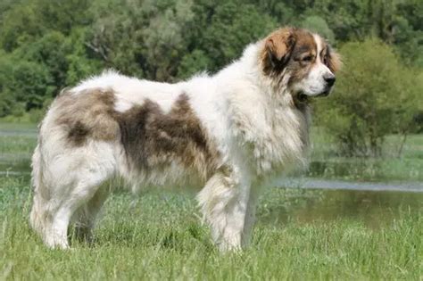 🐶 Pyrenean Mastiff Dog Breed Information Photo Care History