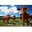 Kur Cow Farm  Atherton Tablelands
