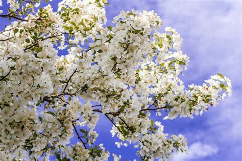 White Flowering Trees In The Spring Hunker