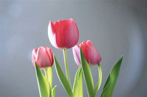 Descubre Los 9 Significados De Los Tulipanes El Lenguaje Secreto De