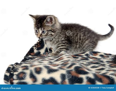 Cute Tabby Kitten And Blanket Stock Photo Image Of Tabby Single
