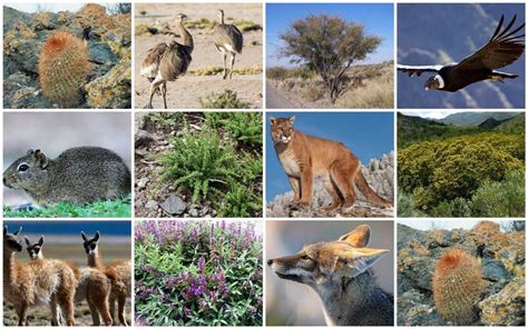 top 123 ejemplos de la flora y fauna anmb mx