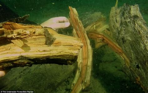 60000 Year Old Forest Found 60ft Underwater Off Alabama Daily Mail