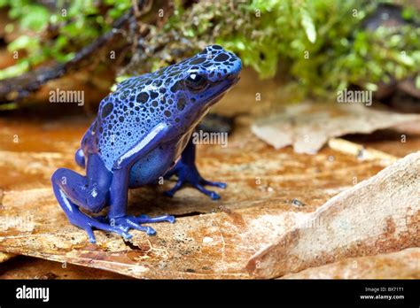 Blue Poison Dart Frog Dendrobates Tinctorius Azureus Stock Photo Alamy