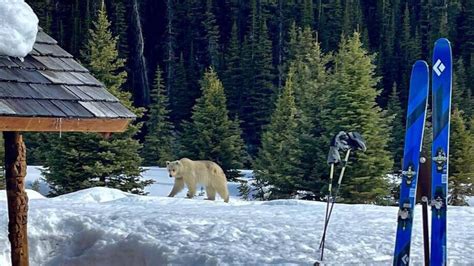 An Alberta Photographer Spotted A Rare White Grizzly Bear In Bc And It Is