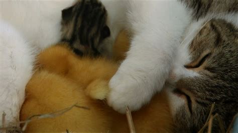 Cat Cuddles Kittens And Adopted Ducklings Animal Odd Couples Episode