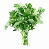 Images of Parsley Is Good For Health