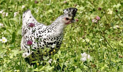 Brown Chicken With White Spots Discover The Unique Beauty Of This Rare