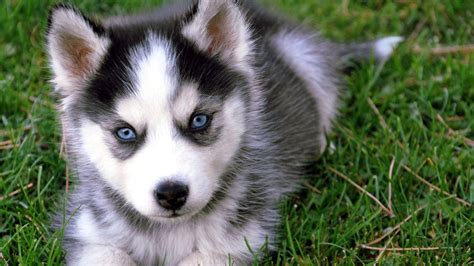 Find local siberian husky puppies for sale and dogs for adoption near you. Bay Area/San Fran Alaskan Klee Kai Puppies for Sale & Adoption