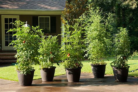 Choose The Right Container For Your Plants Bonnie Plants