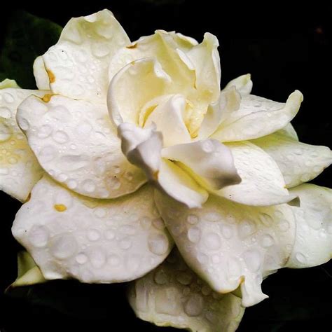 Gardenia In The Summer Rain Photograph By Kara Ray Fine Art America