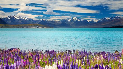 Wallpaper Lake Tekapo New Zealand Mountains Flower 4k Nature 16350