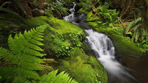 Bing Image Cool Water In The Quinault Bing Wallpaper Gallery 01f