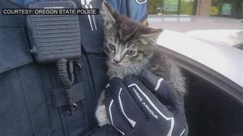 Oregon State Police Rescue Kitten Youtube