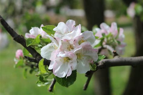 Tender Pink Flowers Bloom On An Apple Tree In Spring In The Garden On A