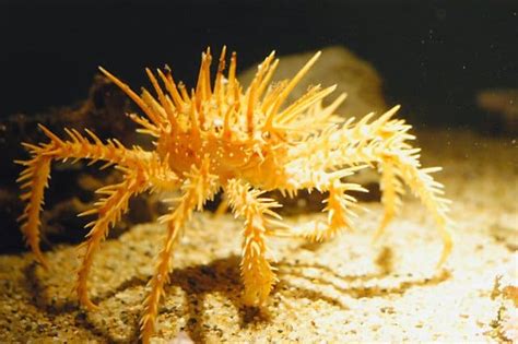 King Crab Lopholithodes Mandtii Incredible Facts A Z Animals
