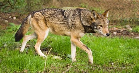 Tags Endangered Wildlife News Red Wolves