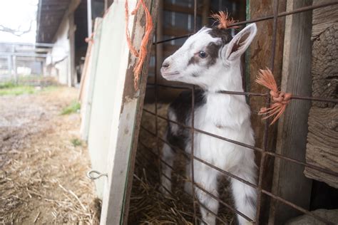 Celebrity Goat Farms Matthew Monarca Photography
