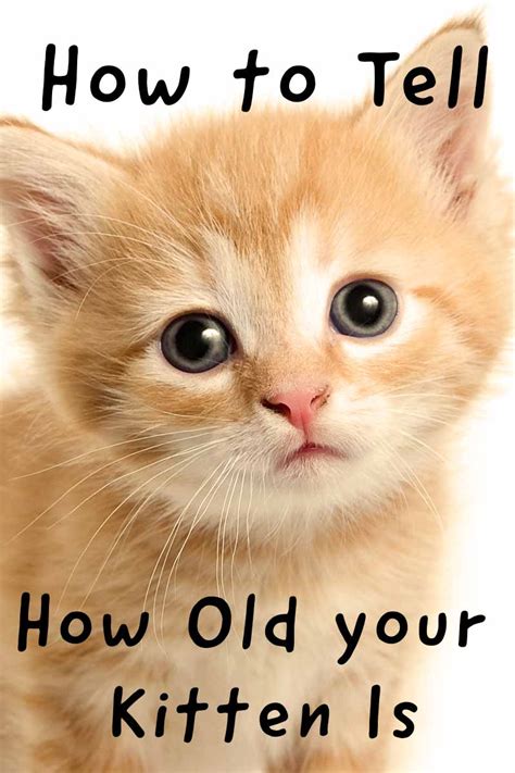 After being neutered, your cat may feel tired or groggy that night and for the first 24 to 48 hours. Kitten Development