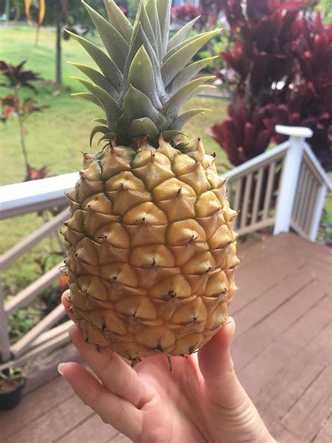 Our First Pineapple It Took Just Over Three Years To Grow From A