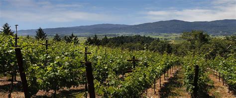 Rutherford Vineyards And Wineries For Sale Real Estate Latife Hayson