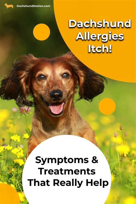 Dachshund Allergies 3 Proven Treatments That Help Dachshund Station