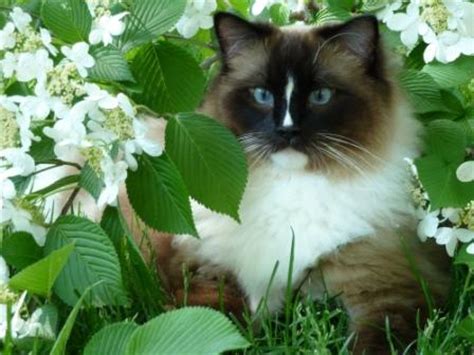 We have gorgeous loving ragdoll kittens for sale. Spring Time Ragdoll Cat Pictures