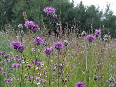 Centaurea Scabiosa Alchetron The Free Social Encyclopedia